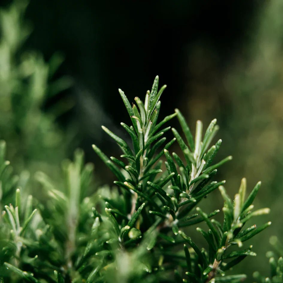 St Eval Fragrance | Bay & Rosemary - Smallhill Furniture Co.