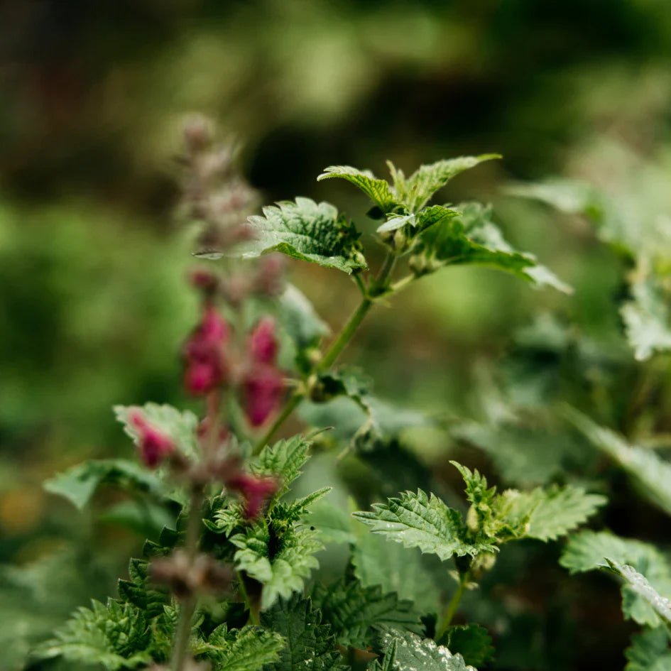 St Eval Fragrance | Bergamot & Nettle - Smallhill Furniture Co.