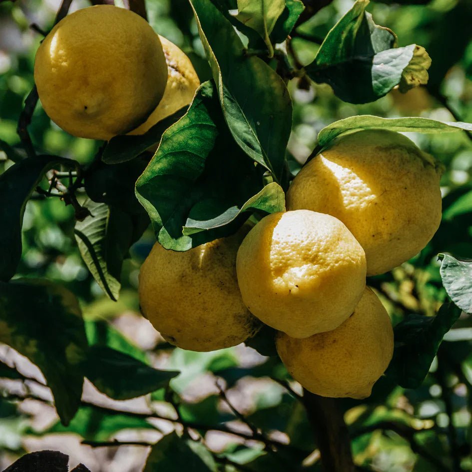 St Eval Fragrance | Citronella - Smallhill Furniture Co.