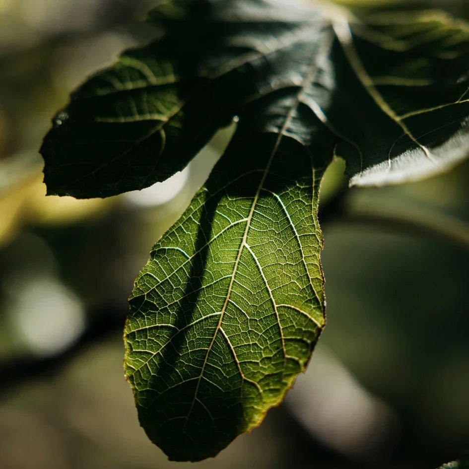 St Eval Fragrance | Fig Tree - Smallhill Furniture Co.