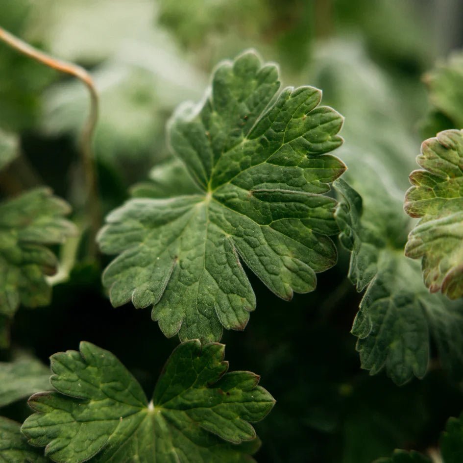 St Eval Fragrance | Geranium Leaf - Smallhill Furniture Co.