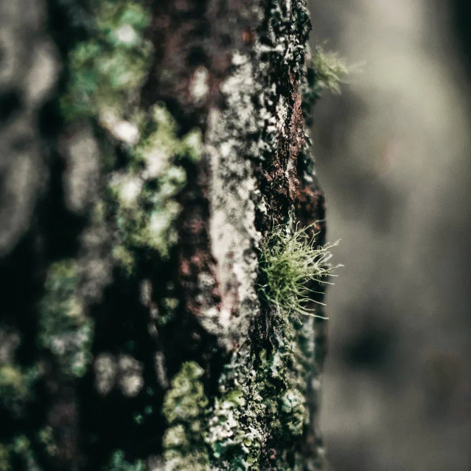 St Eval Fragrance | Granite & Moss - Smallhill Furniture Co.