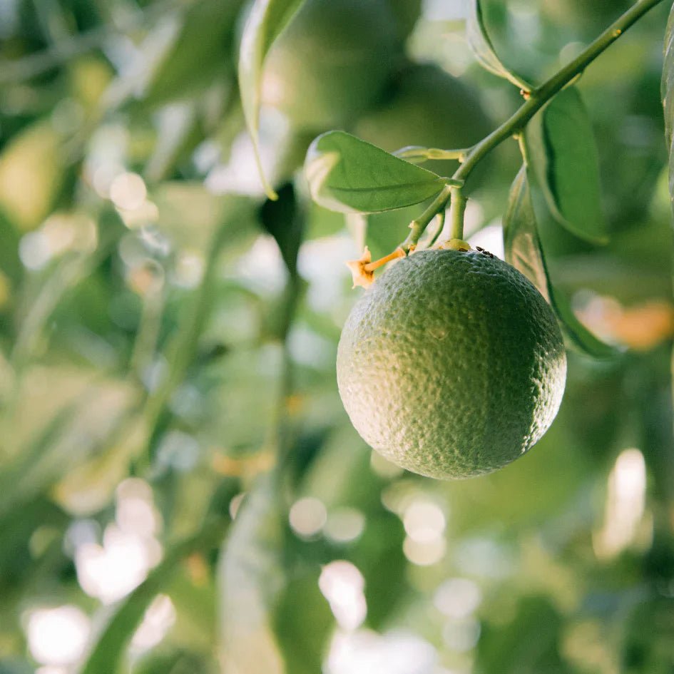 St Eval Fragrance | Grapefruit & Lime - Smallhill Furniture Co.
