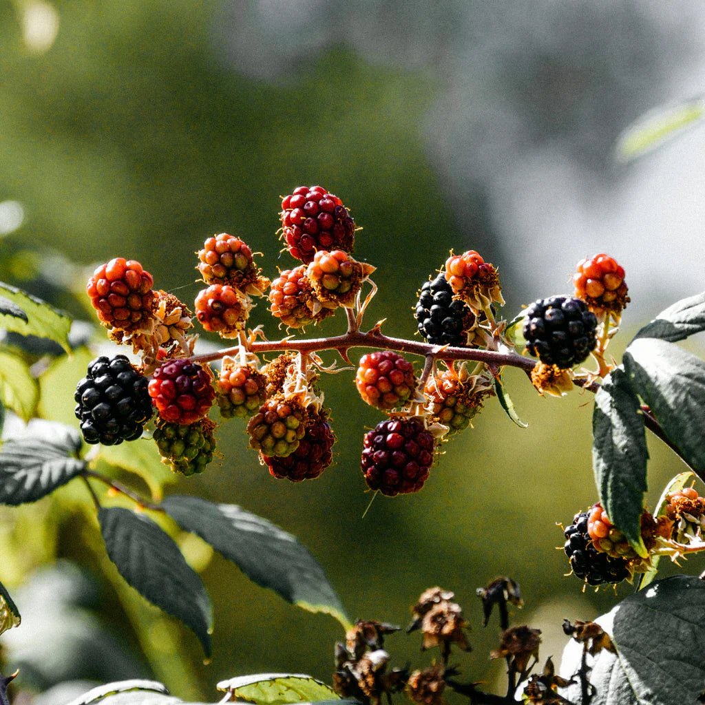 St Eval Fragrance | Hawthorn & Berries - Smallhill Furniture Co.