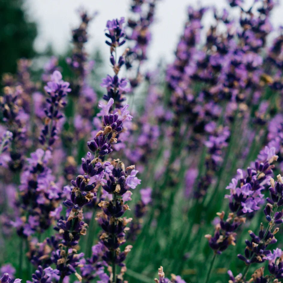 St Eval Fragrance | Lavender Fields - Smallhill Furniture Co.
