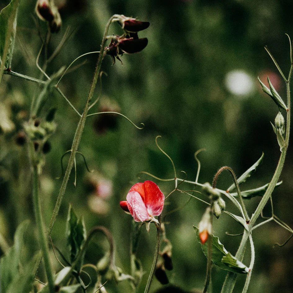 St Eval Fragrance | Sweet Pea - Smallhill Furniture Co.