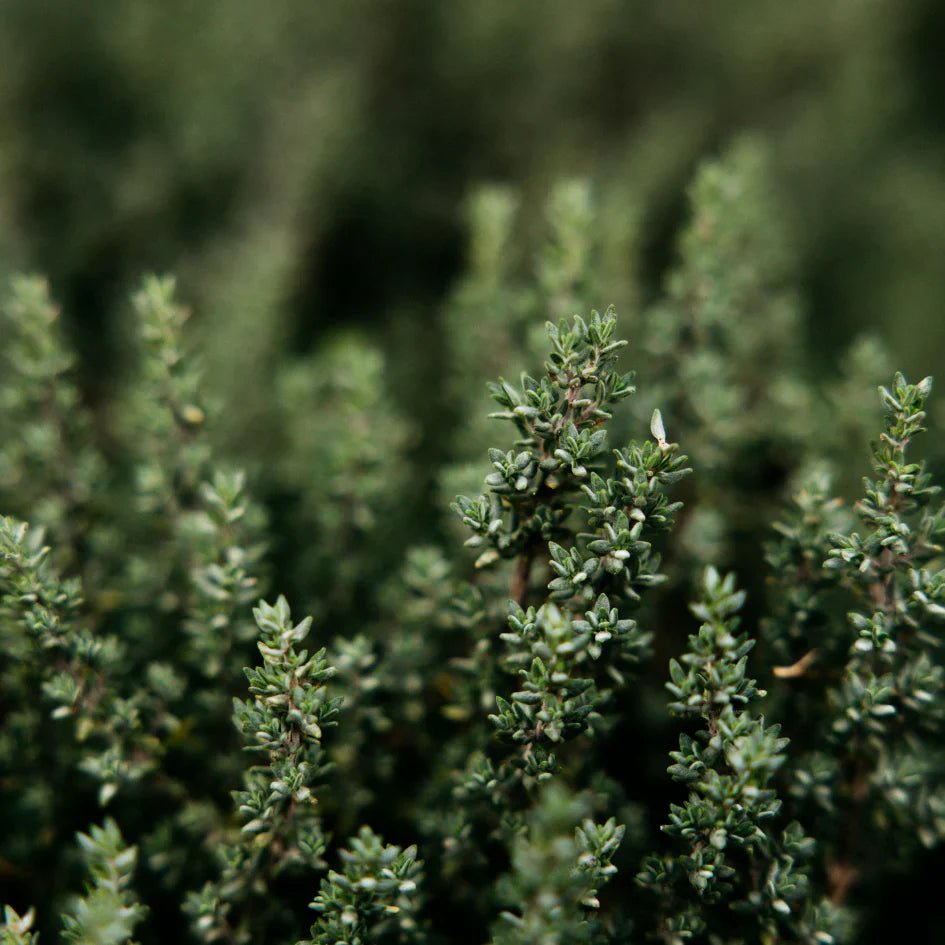 St Eval Fragrance | Thyme & Mint - Smallhill Furniture Co.