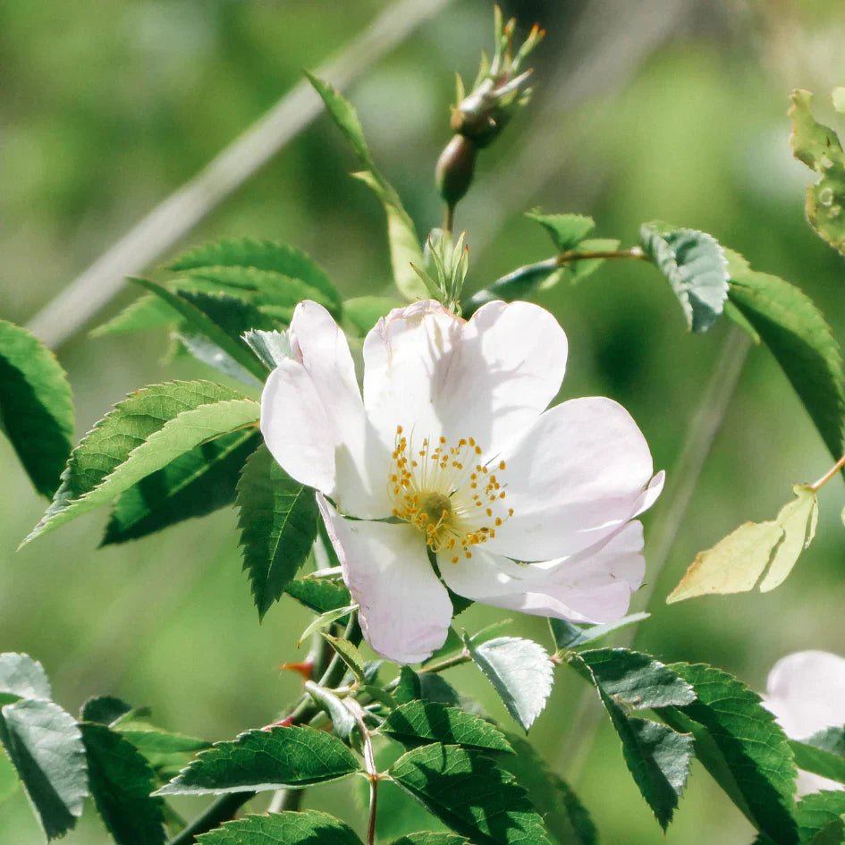St Eval Fragrance | Vintage Rose - Smallhill Furniture Co.
