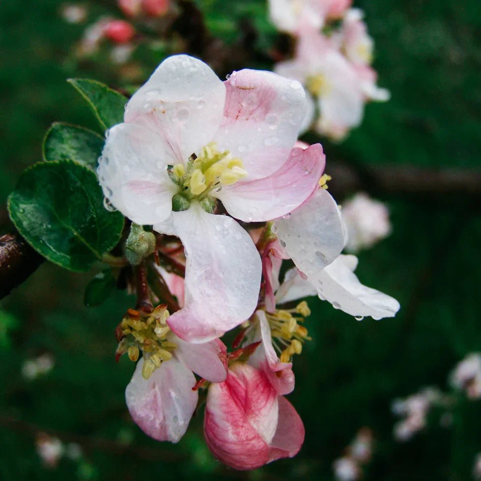 St Eval Fragrance | Walled Garden - Smallhill Furniture Co.