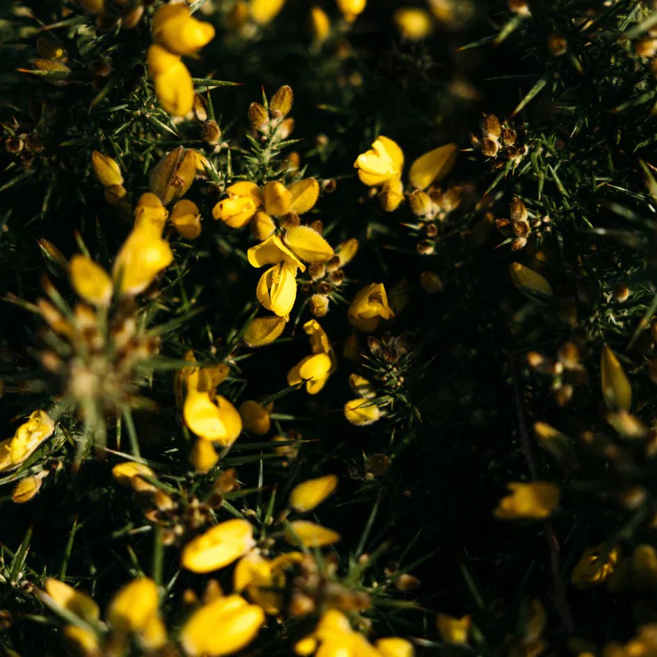 St Eval Fragrance | Wild Gorse - Smallhill Furniture Co.