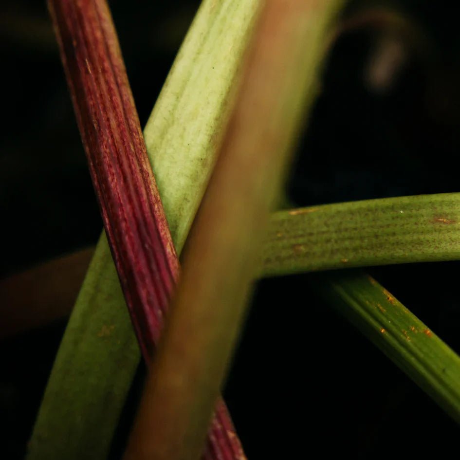 St Eval Fragrance | Wild Rhubarb - Smallhill Furniture Co.