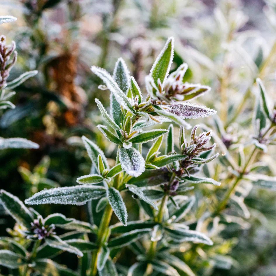 St Eval Fragrance | Winter Thyme - Smallhill Furniture Co.