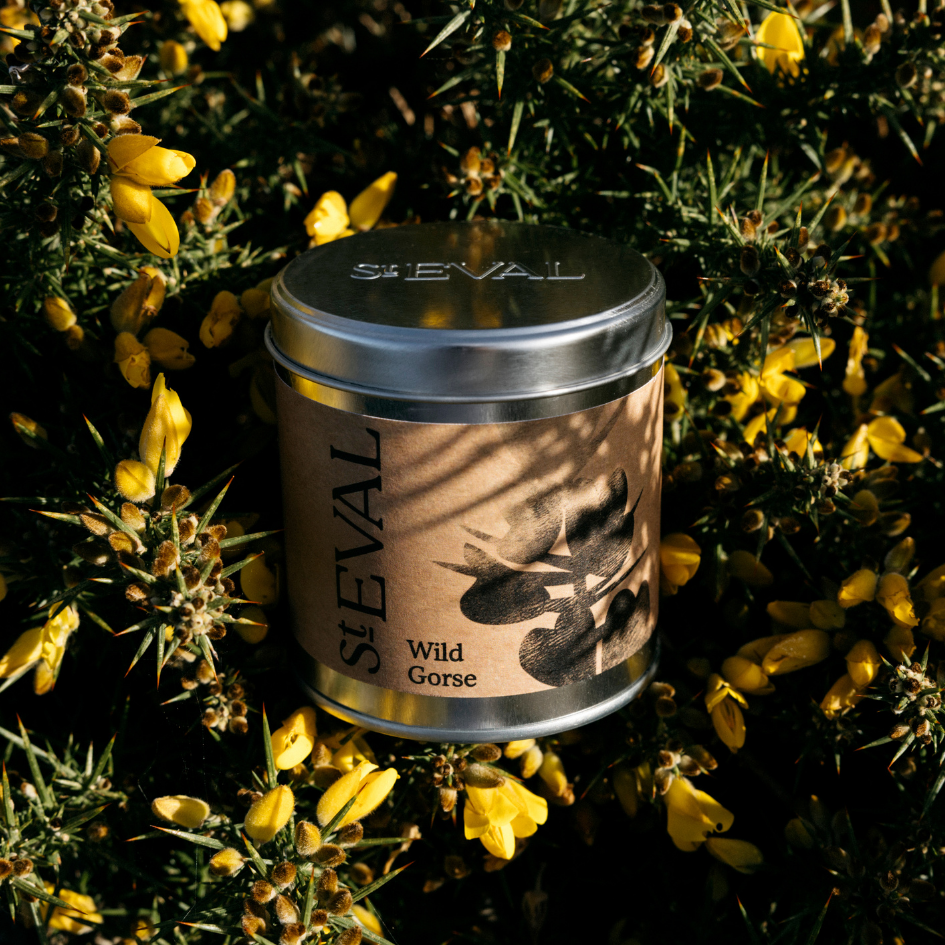 Wild Gorse Scented Tin Candle